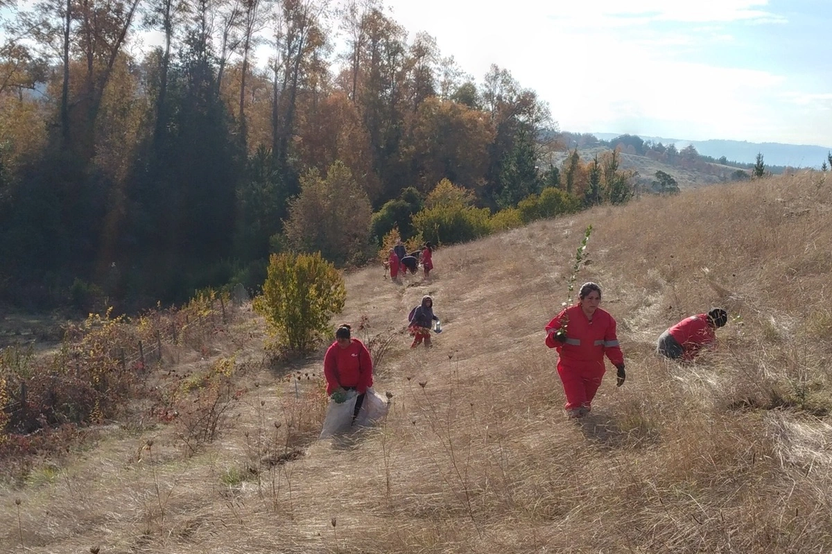 Mashué: el pueblo del sur de Chile que se secó en el 89 y que recupera su agua plantando árboles nativos