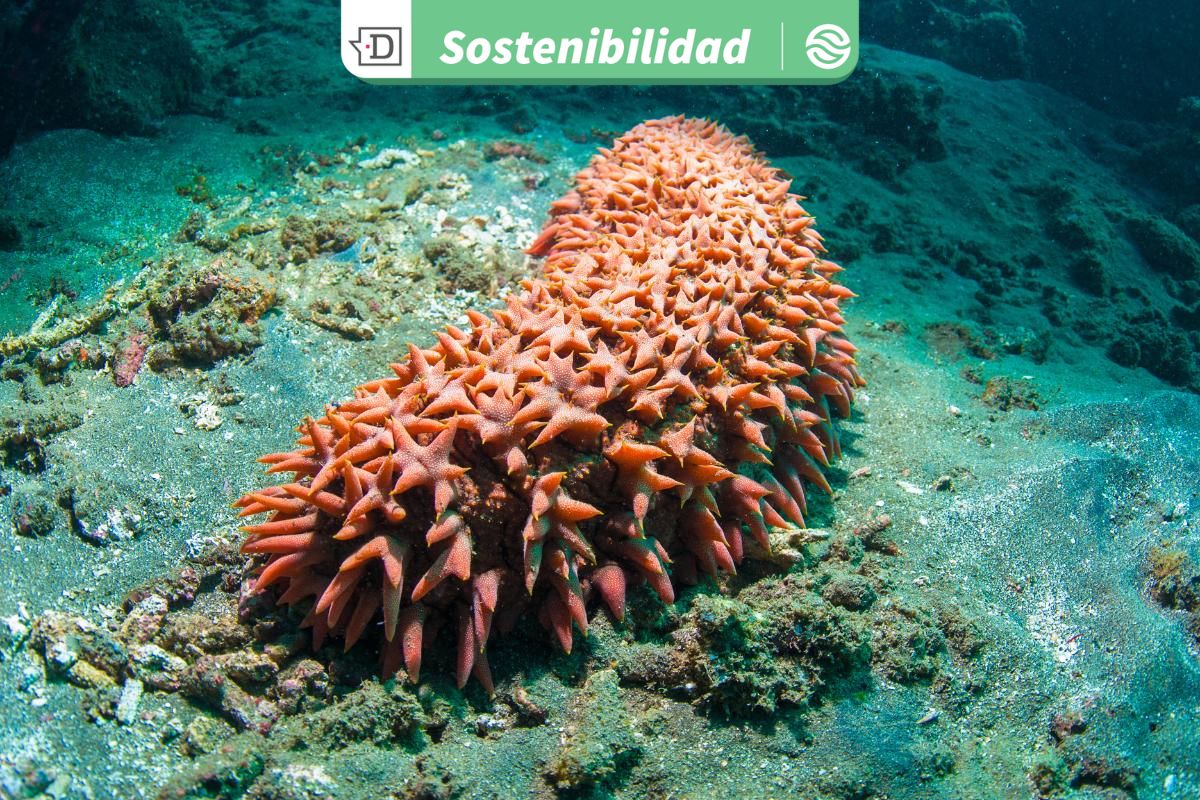 Vísceras de pepino de mar poseen valiosas propiedades: Estudio indaga en tratamiento alternativo para cáncer colorrectal